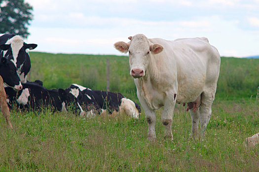 牛肉,母牛,绿色,地点,草场,农牧,乡野,风景,草地