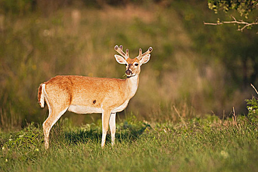 白尾鹿,公鹿,沿岸,弯曲,德克萨斯,美国
