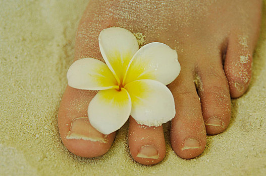 女人,脚,沙子,花,脚趾