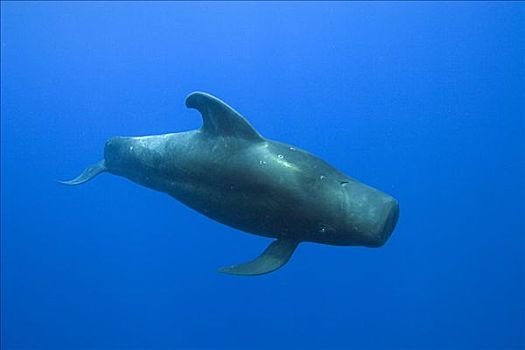 夏威夷,大吻巨头鲸,短肢领航鲸,水下