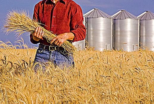 农民,成熟,冬天,小麦,谷物,背景,靠近,曼尼托巴,加拿大
