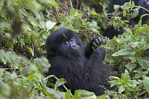 山地大猩猩,大猩猩,幼小,叶子,濒危,国家,卢旺达
