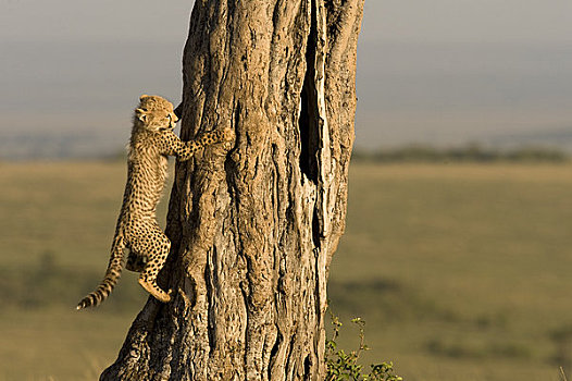 小猎豹,攀登,树,马赛马拉,肯尼亚