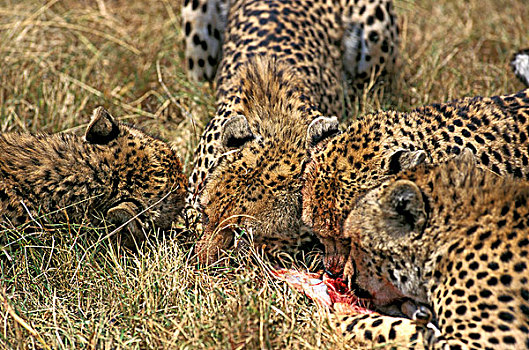 印度豹,猎豹,吃,汤氏瞪羚,杀,马赛马拉,公园,肯尼亚