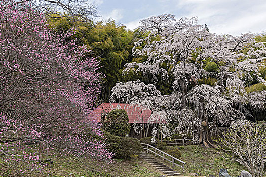 樱桃树,郡山,城市,福岛,日本