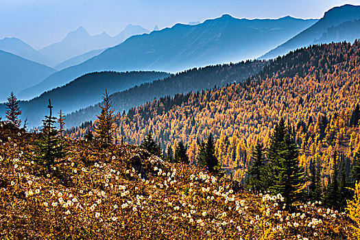 山脉,秋天的落叶,沿,岩石,岛,步道,阳光牧场,省立公园,英属哥伦比亚大学,加拿大