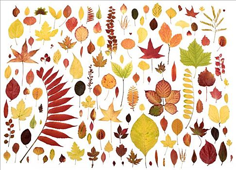 多样,秋天,色彩,叶子