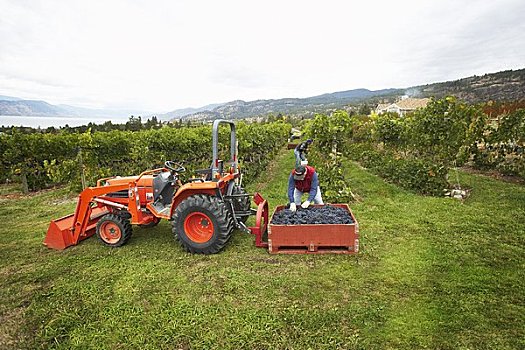 农民,收获,葡萄,奥克纳根谷,不列颠哥伦比亚省,加拿大