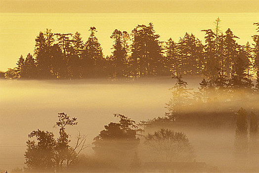 树,遮盖,雾,树林,半岛,温哥华岛,不列颠哥伦比亚省,加拿大