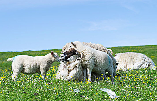 苏格兰,岛,家,放牧,只有,绵羊,五月,大幅,尺寸
