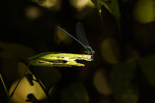 蜻蛉,古农列尤择国家公园,日光,叶子