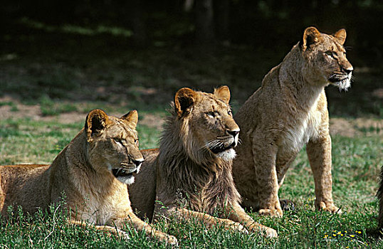 非洲狮,狮子,成年,站立,草