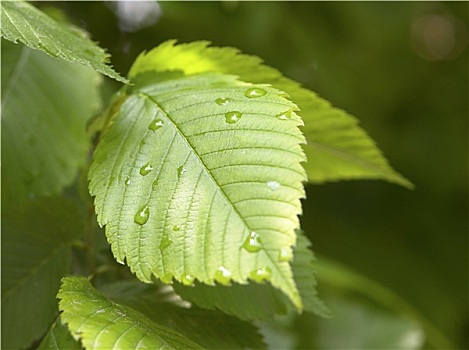 雨