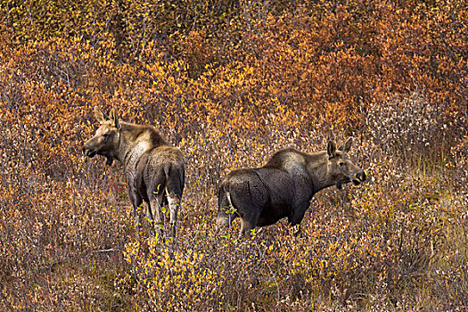 阿拉斯加,驼鹿,幼兽,苔原,德纳里峰国家公园