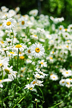 初夏阳光照射下盛开的白色小菊花