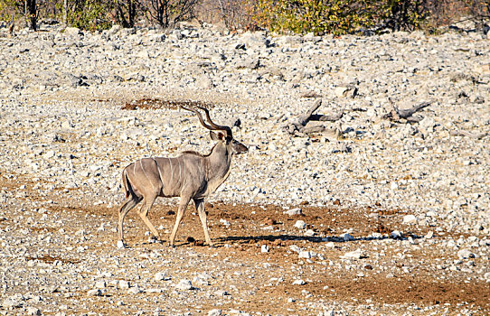 捻角羚,羚羊,水坑,纳米比亚