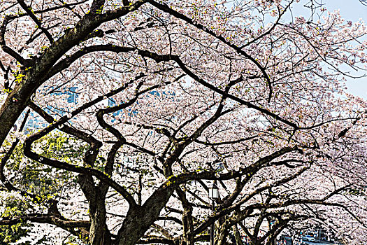 花,樱桃树,公园,皇宫,东京,关东地区,本州,日本