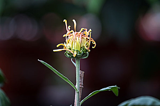 菊花特写