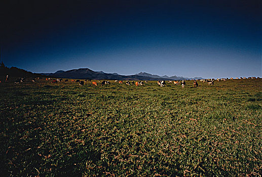 母牛,放牧,地点,西海角,南非
