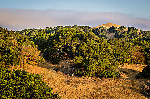 橡树,草,山,低,云,加利福尼亚