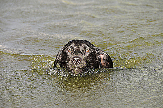 黑色拉布拉多犬,游泳