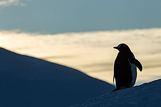 南极,剪影,巴布亚企鹅,站立,黄昏,栖息地,靠近,港口
