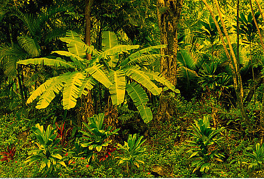 热带雨林,考艾岛,夏威夷,美国