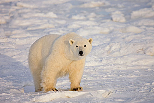 北极熊,靠近,哈得逊湾,丘吉尔市,曼尼托巴,加拿大