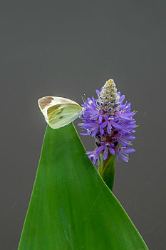 蝴蝶,蝶恋花