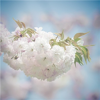 白色,日本,樱花,花