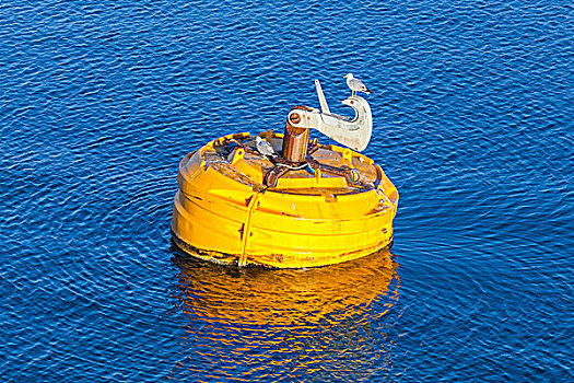黄色,停泊,浮漂,海鸥,漂浮,蓝色背景,海水