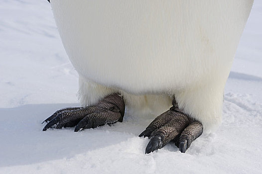 南极,威德尔海,雪丘岛,帝企鹅,迅速,冰,特写,脚