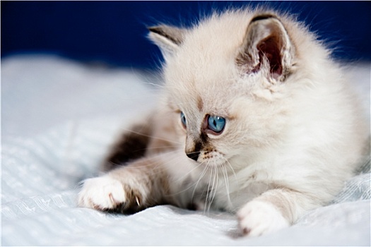 头像,小猫,蓝眼睛