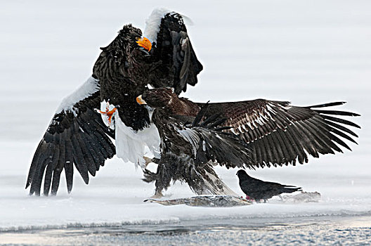 海鹰,虎头海雕,幼小,争斗,上方,食物,堪察加半岛,俄罗斯