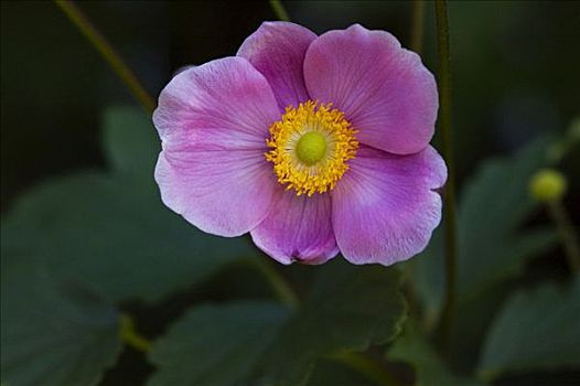 银莲花,日本山茶