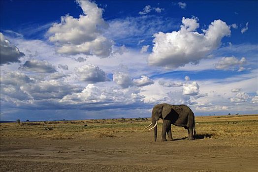 非洲象,马赛马拉国家保护区,肯尼亚,非洲