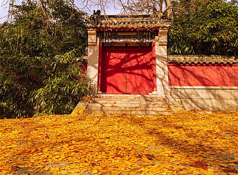 红门正对黄金叶