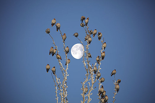 鸟,树挂,月