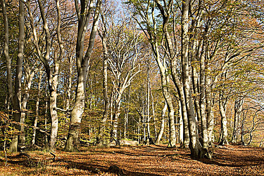 山毛榉,树林,秋天,雅斯蒙德国家公园,梅克伦堡前波莫瑞州,德国,欧洲