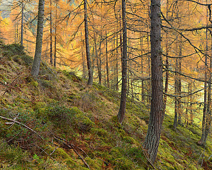 山坡,树林,秋天,山谷,靠近,提洛尔,奥地利,欧洲