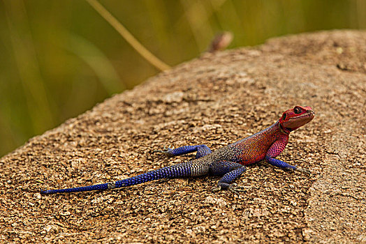 蜥蜴,石头,塞伦盖蒂国家公园,坦桑尼亚