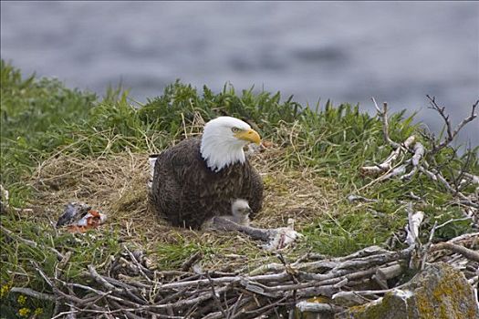 白头鹰,海雕属,雕,成年,幼禽,巢穴,卡特麦国家公园,阿拉斯加