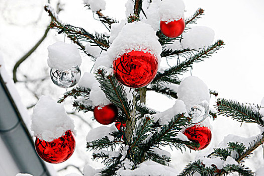 积雪,圣诞节,树,红色,球
