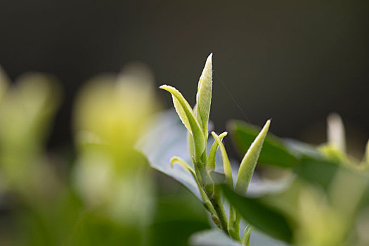 杭州西湖龙井茶园嫩茶新茶特写