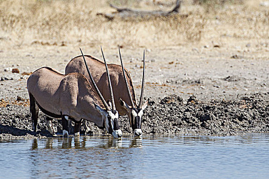 羚羊,喝,埃托沙国家公园,纳米比亚,非洲