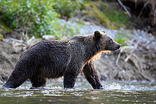 大灰熊,棕熊,大熊雨林,不列颠哥伦比亚省