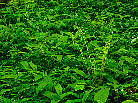 植被,水,黑森林,巴登符腾堡,德国