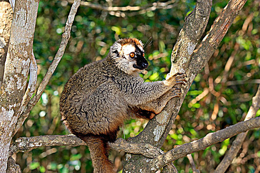 狐猴,成年,贝伦提保护区,马达加斯加,非洲