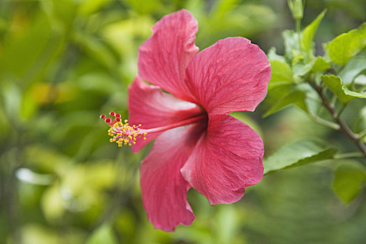 特写,木槿,花