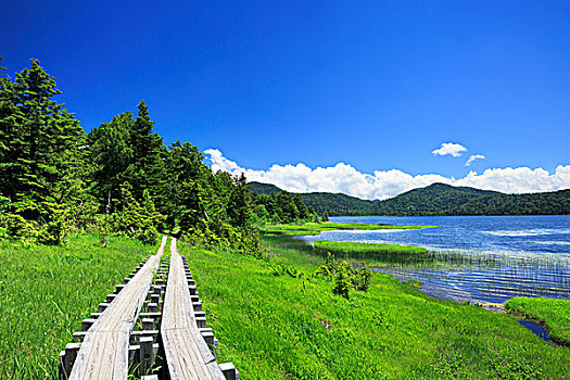 木质,道路,福岛